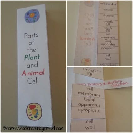 Plant And Animal Cell Printables Grades 4 6