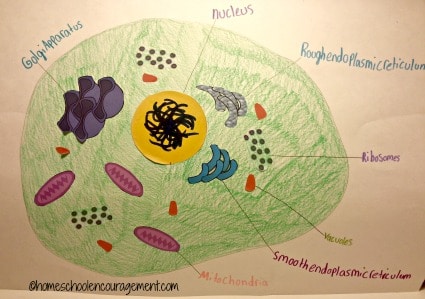 animal cell diagram 6th grade