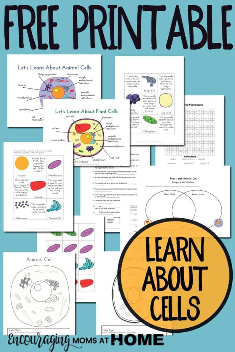 Plant and Animal Cell Printables Grades 4-6