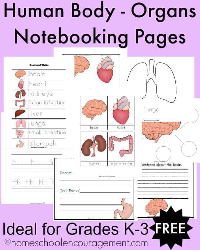 FREE Human Body-Organs Notebooking Pages for Grades K-3