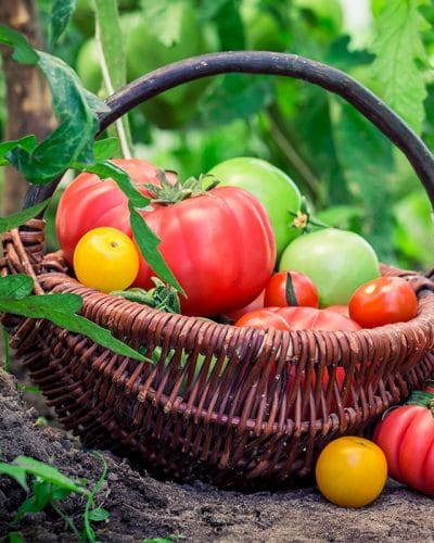 Preserving the Harvest: Five Methods of Food Preservation